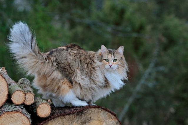 Kater trotz GPS entführt und ausgesetzt: Nachbarschaftsstreit endet tödlich für Tiger.jpg